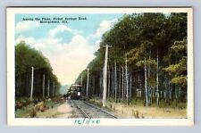 Montgomery AL-Alabama, Among The Pines, Picket Springs Road Vintage Postcard picture