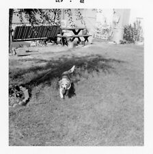Vintage Photo Cute Little Dog Puppy Beagle Walking in Backyard picture