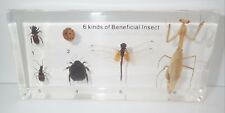 Six Kinds of Beneficial Insect Specimen Set in clear block Teaching Aid picture