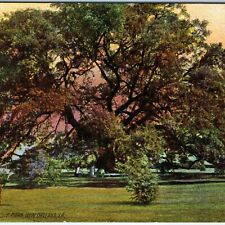 c1910s New Orleans, LA Monster Oak Tree Litho Photo Rotograph Postcard Vtg A61 picture