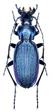 Carabidae, Carabus (Archiplectes) miroshnikovi Zamotajlov, 1990 , Adygea, female picture