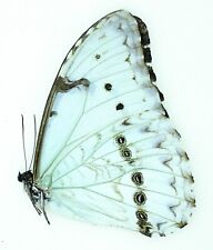 MORPHO CATENARIA MALE | MANAUS BRAZIL |  AS PICTURED | picture