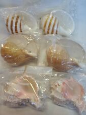6 SEA SHELL CANDLES Nautical Decor Conch Shells picture