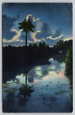 Postcard FL Florida A Lone Sentinel In The Everglades Linen A12 picture