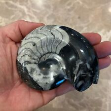 BEAUTIFUL Orthoceras Ammonite Fossil - 350 Million Years Old picture