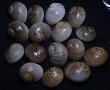 edspal shells - Polinices didyma  38mm-46mm F++/F+++ set of 16pcs sea shell picture