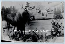 Bagley Minnesota MN Postcard RPPC Photo Bagley Wildlife Museum c1950's Vintage picture