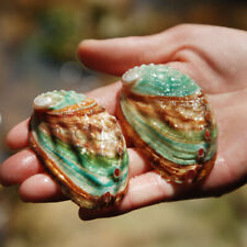 2Pcs Abalone Green Haliotis Natural Polished seashell 6-7cm Color Random picture