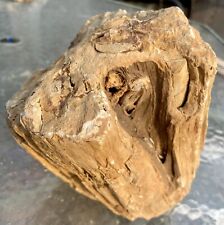 REMARKABLE* 14 LB Full Round Fossil Wood Log~Detailed Cat Face & Pocket Rot picture