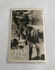 Hello Pal Greetings From Donkey RPPC BW Vintage c1945 Postcard Nevada picture