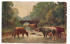 Cows Cattle  Postcard Rural c1905 picture
