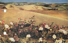 Southern CA California, Verbenas in the Sand Dunes, Dessert, Vintage Postcard picture