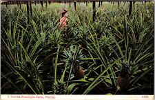 FL-Florida, A Person in A Pineapple Farm, Vintage Postcard picture
