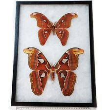 Attacus atlas FRAMED PAIR male female saturn moth Indonesia picture