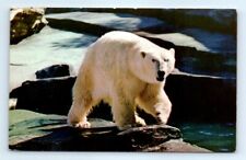 Postcard AK An Alaskan Polar Bear Vtg Photo View L13 picture