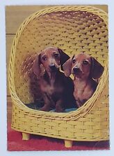 Postcard Miniature Dachshund Puppy Dog Brown Mini Canine Picture Card  picture