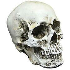 1:1 Human Realistic Skull-Head Resin Halloween Haunt Stage Prop Decoration picture