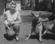 3E Photo Slight Blur Beautiful Woman Holds Chihuahua Dog German Shepherd 1950s picture