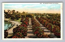 An Orange Grove In Florida Vintage Souvenir Postcard picture