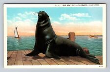 Catalina Island CA-California, Old Ben, Antique, Vintage Postcard picture