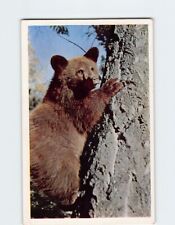 Postcard Bear Cub Animal Scene Canada North America picture