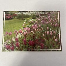 Musee Claude Monet Giverny France Tulips Postcard picture
