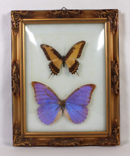 Butterfly Two (2) Specimen Picture Frame  11.5 x 9 picture