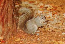 Vintage Postcard, YOSEMITE NATIONAL PARK, 1969, Western Gray Squirrel In Autumn picture