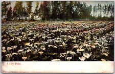 A Lily Field Beautiful Scenic Picturesque Flower Garden Postcard picture