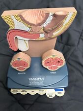 Viagra Pelvic Anatomy  Vintage Pharmaceutical Drug Rep Collectible picture