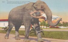 Ringling Bros Circus Postcard Performing Elephant at Sarasota Winter Quarters picture