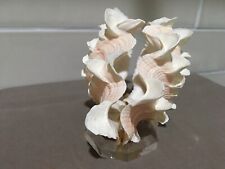 Tridacna Squamosa Fluted Clam Shell Both Halves Mounted On Lucite 5 1/2” picture