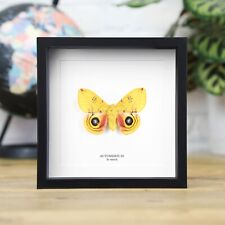 Io Moth Male (Automeris Io) Butterfly Home Decor Handcrafted Entomology Frame picture