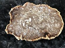 Rare Petrified Wood Fern Cyathodendron texana Falcon Lake, TX Eocene 2.5”x1.75” picture