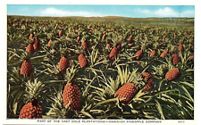 The Vast Dole Plantation Hawaiian Pineapple Co Fields wRipe Pineapple Postcard picture