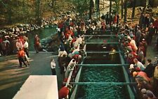 Postcard Salmon Stripping Fish Port Harvest Melvin Village New Hampshire NH picture