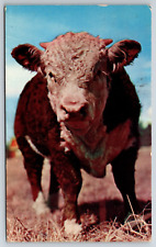 Postcard Animals Western Purebred Hereford Bull Cattle Ranching Posted 1958 picture