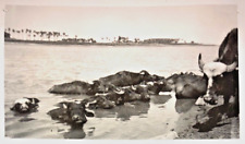 • Vintage 1920's REAL PHOTO • WATER BUFFALO IN TIGRIS RIVER Near BAGHDAD• Rare • picture