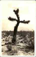 Pomona CA Frasher's Real Photo Joshua Tree Living Cross RPPC Vintage Postcard picture