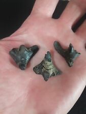 3 Rare Hybodus Shark Claspers N Mississippi Eutaw Formation  picture