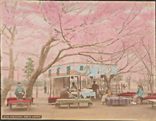 Yokohama Japan~Public Garden-Cherry Blossoms~Color Photograph picture