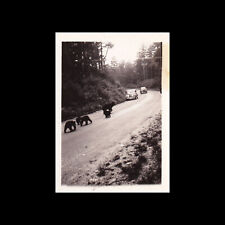 Old Vintage Photo BEARS IN STREET GREAT SMOKY MOUNTAINS NATIONAL PARK 1942 picture