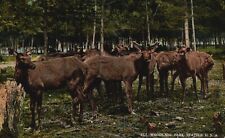 Postcard WA Seattle Washington Elk Woodland Park Posted 1914 Vintage PC H3960 picture