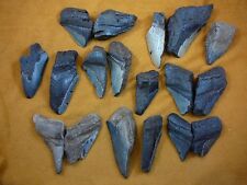 (SW11-32) TWO POUNDS Fossil Shark Tooth teeth MEGALODON partial sharks fragments picture