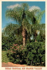 Rio Grande Valley, Texas, Cocos Plumosa Palm trees, subtropical Postcard picture