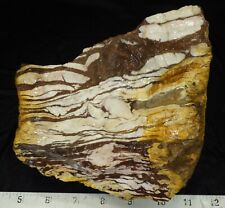rm69 - Zebra Jasper - Mexico - 5.8 lbs - FREE US SHIPPING #2090 picture