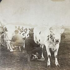 Antique 1909 Milking Frisian Cows In Holland Stereoview Photo Card V3318 picture