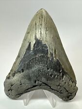 Megalodon Shark Tooth 5.11” Authentic - Natural Fossil - Big 18089 picture