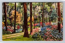 Jacksonville FL-Florida, Hydrangea Flowers Gardens, Antique, Vintage Postcard picture