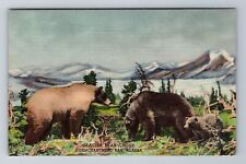 Denver CO-Colorado, Natural History Museum, Glacier Bear Group, Vintage Postcard picture